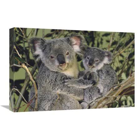 16 x 24 in. Koala Mother with Joey Eastern Temperate Australia Art Print - Gerry Ellis MI1301628 SYN1_D5EVY09