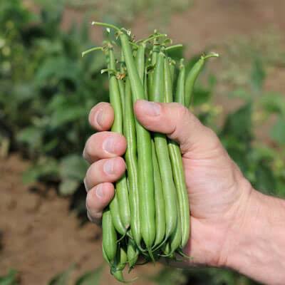 Bean Colter Seed Treated - 10,000 Seeds VXL6_V8WQK00