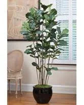 6& Fiddle Leaf Fig Silk Tree JJE5_J3EVN03